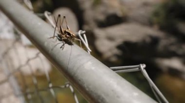 Metal korkuluklara tünemiş bir cırcırböceğinin yakın çekimi. Arka plan bulanık, böceğin detaylarını vurguluyor ve doğal ortamda derinlik hissi yaratıyor..