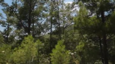 Uzun Çam Ağaçları ve Rolling Hills Hareketli Arabadan Görüldü. Berrak Mavi Gökyüzü ve Berrak Yeşillik, Doğal Manzaranın Güzelliğini Işıklandıran Huzurlu ve Manzaralı Bir Atmosfer Oluşturur.