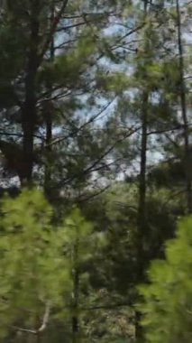 Dikey video. Uzun Çam Ağaçları ve Rolling Hills Hareketli Arabadan Görüldü. Berrak Mavi Gökyüzü ve Berrak Yeşillik, Doğal Manzaranın Güzelliğini Işıklandıran Huzurlu ve Manzaralı Bir Atmosfer Oluşturur.