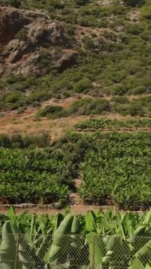 Dikey video. Bir muz çiftliği Rolling Hills boyunca uzanıyor. Hareket halindeki bir arabadan izleniyor. Yeşil Yapraklar ve Rocky Arazisi Açık Mavi Gökyüzü ile Karşıtlık, Tarım Manzarasının Manzarası Güzelliğini Vurguluyor.