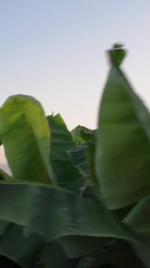 Dikey video. Yavaş Çekim Motoru Muz Tarlasını Geç, Güneş yemyeşil yaprakların arasından gözetliyor..