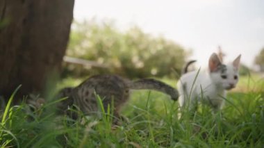 Bahçede Oynayan İki Kedi Yavrusu Gün Işığında Güzelleşir. Yeşilliğin Ortasındaki Neşeli Anları Yürek ısıtan bir Sahne Oluşturdu.