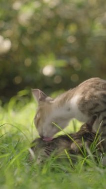 Dikey video. Anne Kedi Yavrusunu Huzur Bahçesinde Nazikçe Temizliyor. Yeşil Çimen ve Çalılar Serene Arkaplanı Ekle, Konforlu ve Sevimli Bir Atmosfer Oluştur.