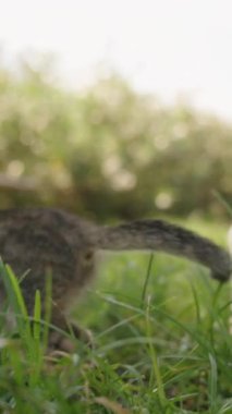 Dikey video. Grassy Garden 'da Meraklı Kedi Yavrusu Girişimi, ardından da Kardeşleri. Parlak Gün Işığı Oyuncak Keşiflerini ve Masumiyetlerini Vurguluyor.