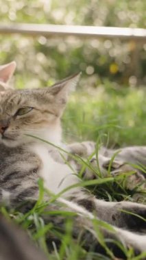 Dikey video. Anne kedi yavrularına göz kulak oluyor. Tıpkı Sunlit Garden 'da emzirdikleri gibi. Korumacı ve tetikte, Yeşillik 'in ortasında onların güvenliğini ve rahatlığını sağlar..