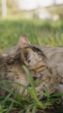 Dikey video. Yavru kediler, anne kedinin çevreyi gözlemlediği gibi hoşnutça bakıyorlar. Bahçe 'nin Yeşillik ve Serenity' si Kedi ailesi için mükemmel bir sığınak sağlar..