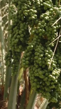 Dikey video. Yeşil Hurma Meyveleri Örtünün Altında Kümelenmiş. Doğanın Bolluğu ve Canlı Büyümesi Tek Çerçevede Yakalandı.