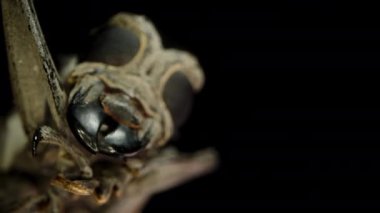 Longhorn Böceğinin Yüzünün Yakın Çekimi, Karmaşık Gözler ve Çene Altlıkları, Karmaşık Özellikleri Vurguluyor.