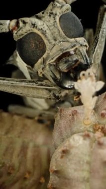 Dikey video. Uzun boynuzlu böceğin sulu, karmaşık gözlerini ve çenesini gösteren eşsiz anatomisine odaklanmış uzun boynuzlu böceğin ön görüntüsü..