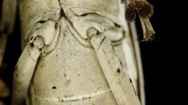 Longhorn Böceği Yakın Çekim, Bacak Gösterme Hareketi Menteşeli Eklem Mekanizması, Ayrıntılı Anatomi ve Hareket.