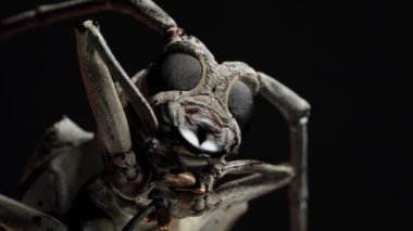 Longhorn Beetle 'ın yüzüne yakın çekim, Büyük Gözler ve Güçlü Alt çene, Detaylı Özellikleri Vurguluyor