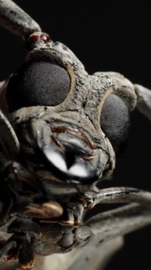 Dikey video. Longhorn Beetle 'ın yüzüne yakın çekim, Büyük Gözler ve Güçlü Alt çene, Detaylı Özellikleri Vurguluyor