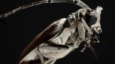 Longhorn Böceği, Eşsiz Anatomisini ve Dokusunu, Detaylı Yapısını Göstererek Dramatik Poz Verdi.