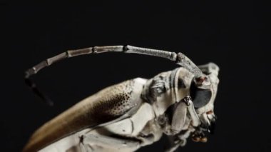 Longhorn Beetle 'ın yan profili, antenini ve kompleks vücut yapısını ön plana çıkarıyor, Ayrıntılı Özelliklere Odaklanıyor.