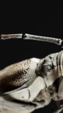 Dikey video. Longhorn Beetle 'ın yan profili, antenini ve kompleks vücut yapısını ön plana çıkarıyor, Ayrıntılı Özelliklere Odaklanıyor.