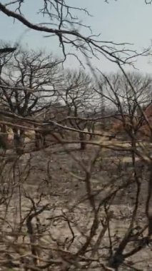 Dikey video. Kararmış Ağaçlar Ormanı, Dalları Bükülmüş ve Çıplak, Kömürleşmiş Bir Peyzajın Ötesine Uzanıyor. Bir Zamanların bereketli bölgesi artık Stark 'ın son zamanlardaki yıkımını hatırlatan bir şey..