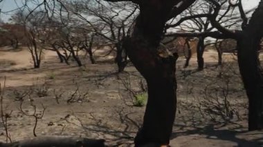 Yanık Ağaçlar Kavurucu Dünya 'ya Karanlık Gölgeler Düşürdü. 