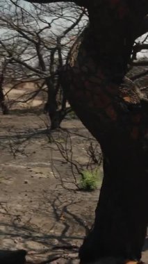 Dikey video. Yanık Ağaçlar Kavurucu Dünya 'ya Karanlık Gölgeler Düşürdü. 