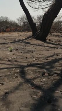 Dikey video. Yanık Ormandaki Kül Kaplamalı Topraktan Küçük Yeşil Bitki Filizleri. Kömürleşmiş Peyzaj 'ın ortasında Yeni Hayat, Umut ve Yenilenmeyi sembolize ederek ortaya çıkıyor..
