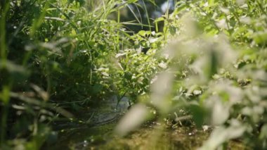 Uzun Yeşil Çimen ve Bitkiler arasında akan, Güneş ışığı altında parlayan Küçük Akıntı 'nın yakın çekimi. Yavaş çekim