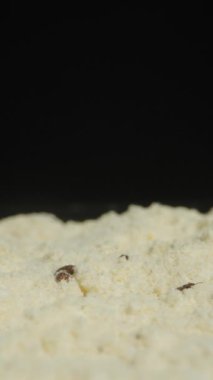 Dikey video. Tribolium Confusum Beetles 'li un, Yüzeyde Görünür Karanlık Böcekler, Besin Bozukluğu ve İstilası' nı gösteriyor. Dolly kaydırıcı, kapat..