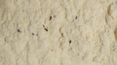 Tribolium Confusum Beetles tarafından istila edilmiş un Üst Manzara, Minik Karanlık Böcekler her yere yayılmış, Açık Kirlilik Belirtileri gösteriyor. Kaydırıcı