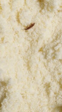 Dikey video. Tribolium Confusum Beetles ile Yakın plan Un, Granüller Arasında Sürünme, Ağır İstila ve Ürün Hasarı göstergesi. Kaydırma makrosu.