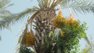 Birden fazla hurma dalına sahip palmiye ağaçları, güneşin altında parlayan meyveler, bereketli bir verim işareti..