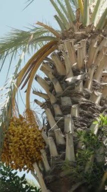 Dikey video. Birden fazla hurma dalına sahip palmiye ağaçları, güneşin altında parlayan meyveler, bereketli bir verim işareti..