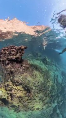 Dikey video. Bir Karadeniz Urchin 'i Kayaya Yapıştırıyor, Uzun Omurgaları Renkli Mercan Resifleri' ne Karşı.