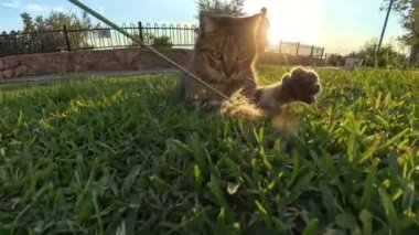 Dikey video. Bir Kedi Yeşil Çimlere Sıçrıyor, Bir Dalı Kovalıyor, Batan Güneş 'in parlak ışınları Arkasında Parlıyor, Sahne ve Binalar Üzerine Isınıyor.
