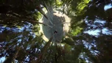 Orman ortamında küçük bir gezegen etkisi, uzun ağaçların merkezde duran bir insanı sardığı doğal manzaranın gerçeküstü, küresel bir görüntüsünü oluşturduğu yer..