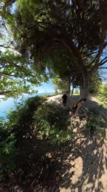 Dikey video. Minik Gezegen perspektifi, ağaçların gölgesinde yürüyen genç bir adam ve kadının zemin yukarı doğru kıvrılarak, her yeri çevreleyen, dairesel bir orman manzarası yaratıyor..