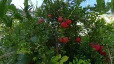 Kırmızı meyvelerle dolu, yemyeşil yapraklı bir nar ağacı. Güneş ışığı dallardan süzülüyor, Bahçenin canlı renklerini vurguluyor.