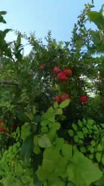 Dikey video. Kırmızı meyvelerle dolu, yemyeşil yapraklı bir nar ağacı. Güneş ışığı dallardan süzülüyor, Bahçenin canlı renklerini vurguluyor.