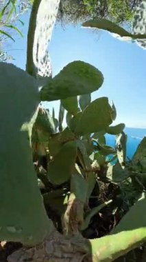 Dikey video. Kaktüs yapraklarının arasından Dolly 'nin yakın plan görüntüsü, arka planda mavi okyanusun görülebildiği canlı yeşil yapraklara odaklanıyor, keskin bitkiler ve yumuşak ufuk arasında bir kontrastlık oluşturuyor..