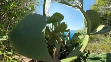 Kaktüs yapraklarının arasından Dolly 'nin yakın plan görüntüsü, arka planda mavi okyanusun görülebildiği canlı yeşil yapraklara odaklanıyor, keskin bitkiler ve yumuşak ufuk arasında bir kontrastlık oluşturuyor..