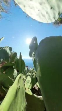 Dikey video. Dolly Kaypak, yoğun kaktüs yaprakları ve uzak okyanusları aydınlatan güneş ışığı ile bitki ve kıyı manzarasının karmaşık detaylarını vurgula..
