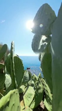 Dikey video. Dolly Kaypak, kaktüs yapraklarının arasından okyanus manzarası çerçeveli, gözü parıldayan denize ve uzak ufka yönlendiren doğal bir pencere yaratarak kıyı güzelliği ile bitki yaşamını harmanlıyor..