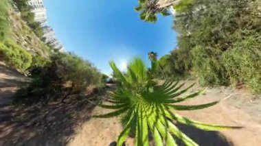 Ön planda, Palmiye Ağaçları ve Mavi Gökyüzü ile doğal bir ortamda kıvrılarak gerçeküstü bir perspektif sağlayan büyük yeşil palmiye yaprağının küresel manzarası..