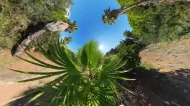 Ön planda büyük bir Palm Leaf ile Delik Gezegeni etkisi, çevreleyen bitki örtüsü ve palmiye ağaçları ile içe doğru kıvrılarak sahne dairesel bir görünüm oluşturur.