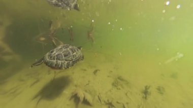 Yüzeye yakın yüzen bir Kaplumbağa 'nın sualtı görüntüsü bulanık yeşil suda hareket halinde yakalandı. Yukarıdan gelen ışık sakin ve doğal bir manzara yaratır..