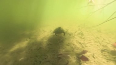 Bir kaplumbağa gölün dibinde yüzer, bulanık suda hareket ederken kumlu zemini karıştırır, sualtı ortamının derinliklerine doğru ilerler..