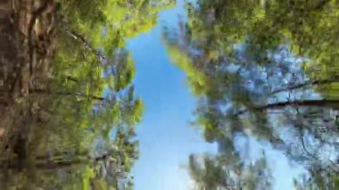 Uzun çam ağaçlarının geniş açılı görüntüsü açık mavi gökyüzüne doğru uzanıyor. Güneş dalların arasından bakıyor ve yukarıda doğal bir çerçeve oluşturuyor..
