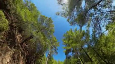 Hareket halindeki bir araçtan görülen Orman Yolu 'nun birinci şahıs perspektifi, her iki tarafında da açık bir gökyüzünün altında ağaç tepe örtüleri var. Güneş parlak bir şekilde tepemizde parlıyor, gölgeler düşüyor..