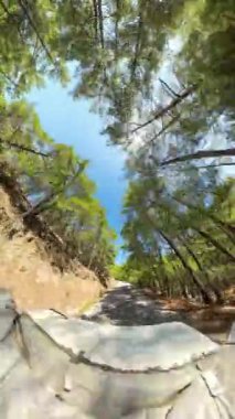 Dikey video. Çam ağaçlarıyla çevrili hareket halindeki bir araçtan birinci şahıs görüntüsü. Güneş dalların arasından parlıyor, dolambaçlı yolda açık mavi bir gökyüzünün altında gölgeler bırakıyor..