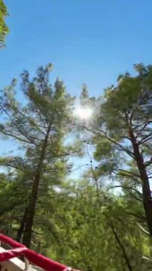 Dikey video. Dağ yolundaki bir safari aracının perspektifi. Yeşil ağaçlar ve güneş ışığı dalların arasından akıyor, önlerindeki yolu aydınlatıyor..