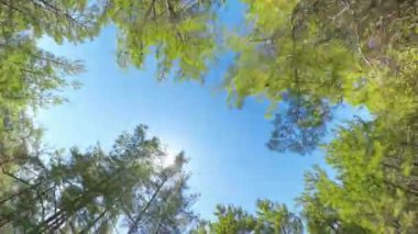 Ağaç tepeleri hızla geçerken tepesi açık hareket eden bir jipten yukarı doğru. Açık mavi gökyüzünün merkezinde parlayan parlak güneş hızla geçen uzun yeşil ağaçlar tarafından çerçevelenir..