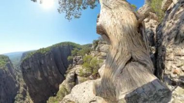 Güneş ışığı, bükülmüş bir ağacın dalları arasından parlar dik bir kanyonun manzarasını çerçeveler. Sahne dramatik yüksekliği ve engebeli araziyi yakalıyor. Uzakta sakin bir orman var..