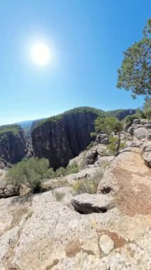 Dikey video. Aşağıdaki derin kanyonu çevreleyen eğri büğrü bir ağacı olan engebeli bir uçurum. Geniş orman ve uzak dağlar, açık mavi gökyüzü altında nefes kesici sahneyi tamamlıyor..